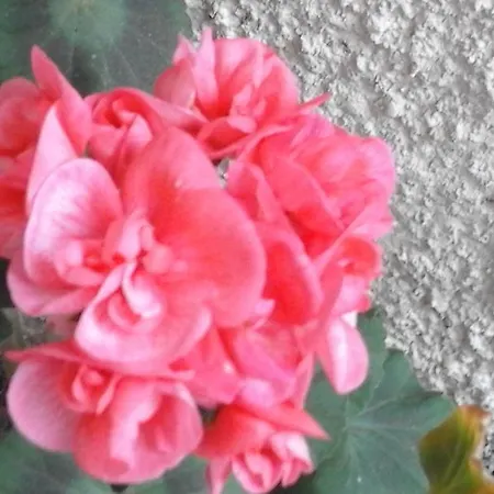 Appartement Casa Magda