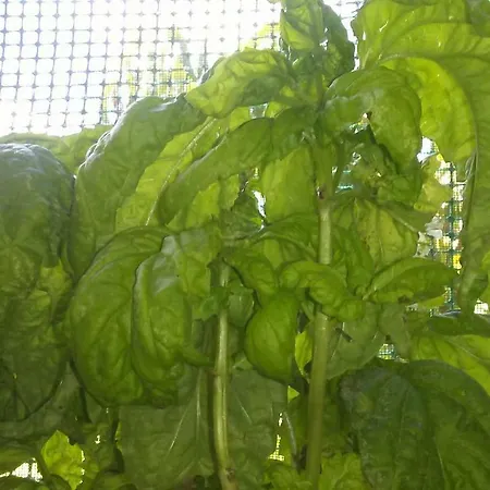 Casa Magda * Castellabate